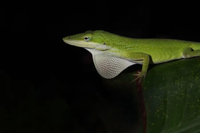 Framed Print : Green Anole Framed Print : Green Anole