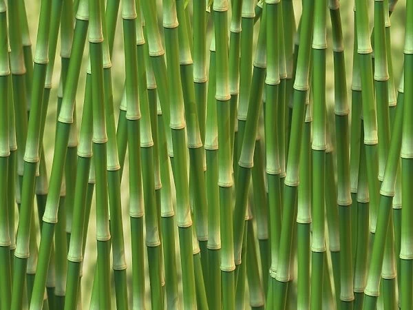 Green bamboo, 3D illustration