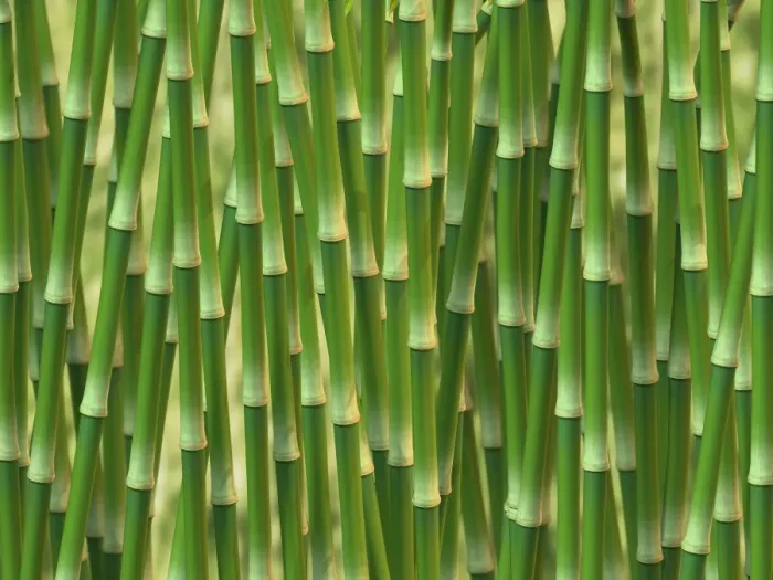Framed Print : Green bamboo, 3D illustration Framed Print : Green bamboo, 3D illustration