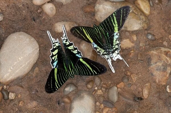 Green-banded Urania moths -Urania leilus- feeding on mineral-rich water, Tambopata Nature Reserve, Region Madre de Dios, Madre de Dios Region, Peru