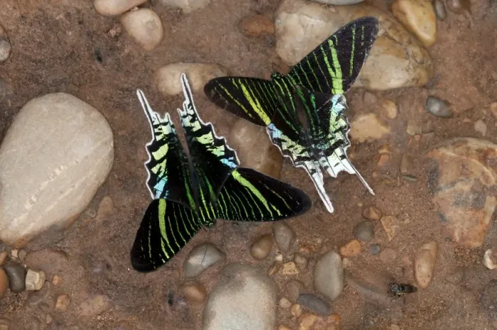 Framed Print : Green-banded Urania moths -Urania leilus- feeding on mineral-rich water, Tambopata Nature Reserve, Region Madre de Dios, Madre de Dios Region, Peru Framed Print : Green-banded Urania moths -Urania leilus- feeding on mineral-rich water, Tambopata Nature Reserve, Region Madre de Dios, Madre de Dios Region, Peru