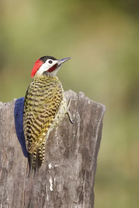Framed Print : Green-barred Woodpecker (Colaptes melanochloros) Framed Print : Green-barred Woodpecker (Colaptes melanochloros)