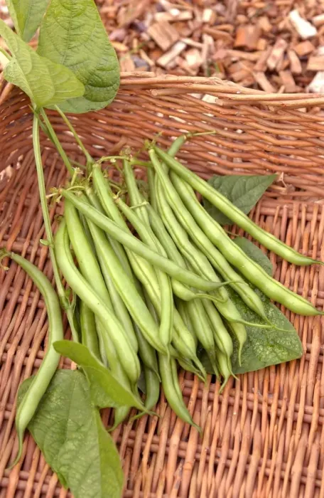 Framed Print : Green beans in wicker basket, close up Framed Print : Green beans in wicker basket, close up
