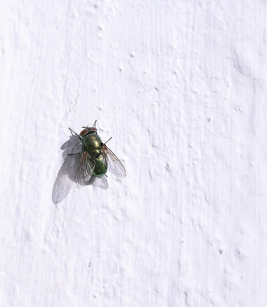 Green bottle fly -Lucilia- perched on a white wall