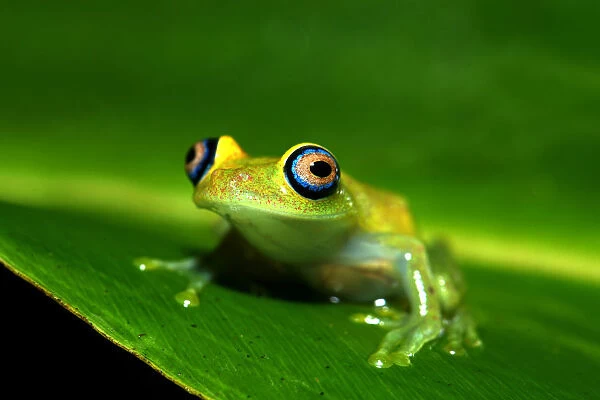 Green Bright-eyed Frog -Boophis viridis-, Andasibe, Madagascar