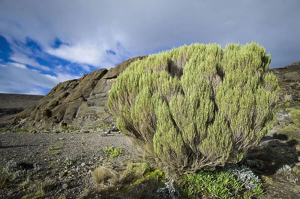 Green bush survives in harsh alpine zone landscape around Moir Huts campsite, Mount Kilimanjaro, Kilimanjaro Region, Tanzania