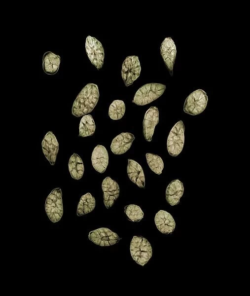Green cardamom seeds (Elettaria sp. ), X-ray