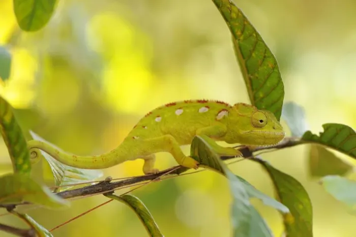 Framed Print : Green Chameleon (Chamaeleonidae), camouflaged Framed Print : Green Chameleon (Chamaeleonidae), camouflaged