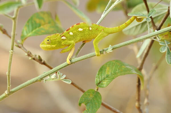 Green Chameleon (Chamaeleonidae) perched on a branch
