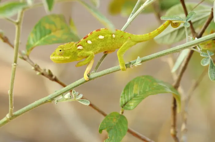 Framed Print : Green Chameleon (Chamaeleonidae) perched on a branch Framed Print : Green Chameleon (Chamaeleonidae) perched on a branch