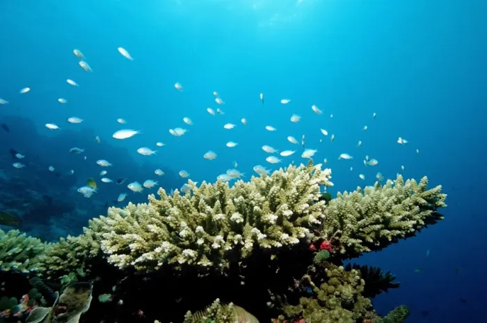 Framed Print : Green Chromis (Chromis viridis) on the coral reef, Indian Ocean, Maldives Framed Print : Green Chromis (Chromis viridis) on the coral reef, Indian Ocean, Maldives