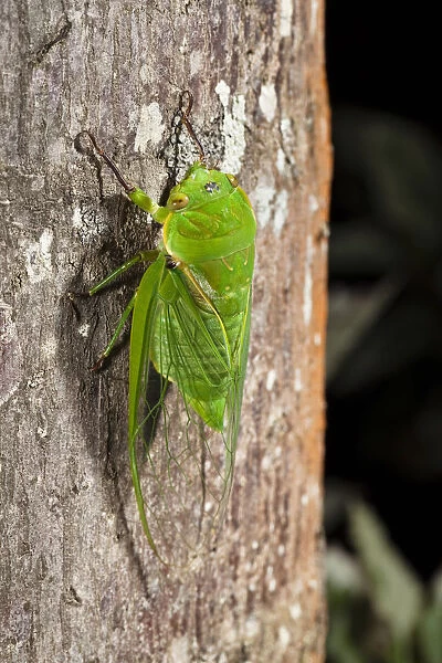 Green cicada in the rainforest, Atherton Tablelands, Queensland, Australia