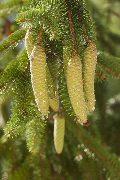 Green cones of Spruce Trees -Picea abies-, Erfurt, Thuringia, Germany