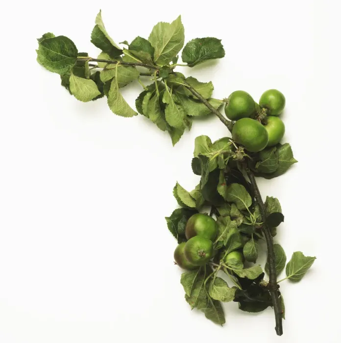 Framed Print : Green crabapples on leafy branch Framed Print : Green crabapples on leafy branch