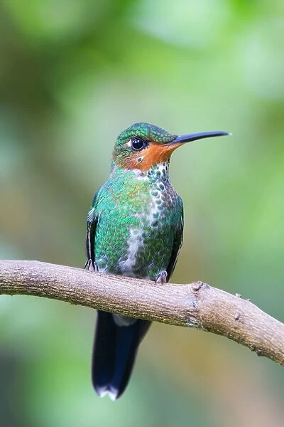 Green-Crowned brilliant hummingbird