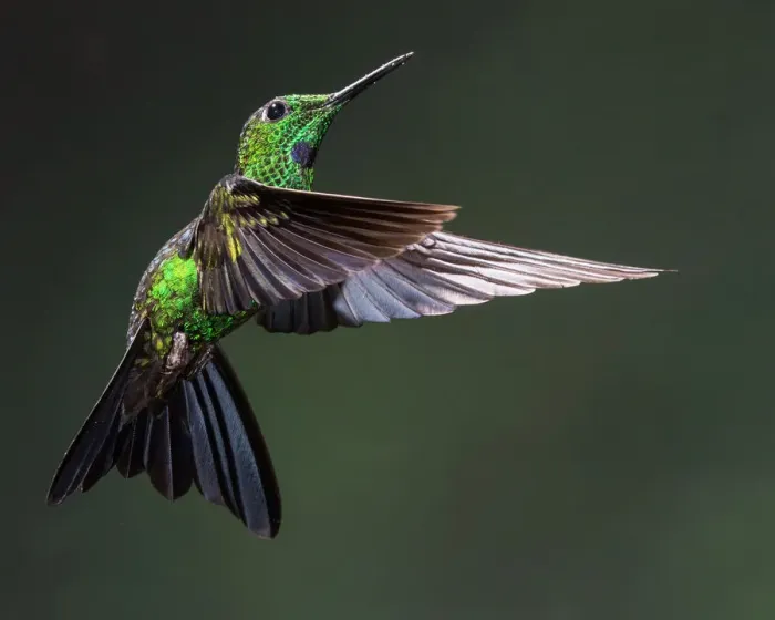 Framed Print : Green-crowned Brilliant Hummingbird