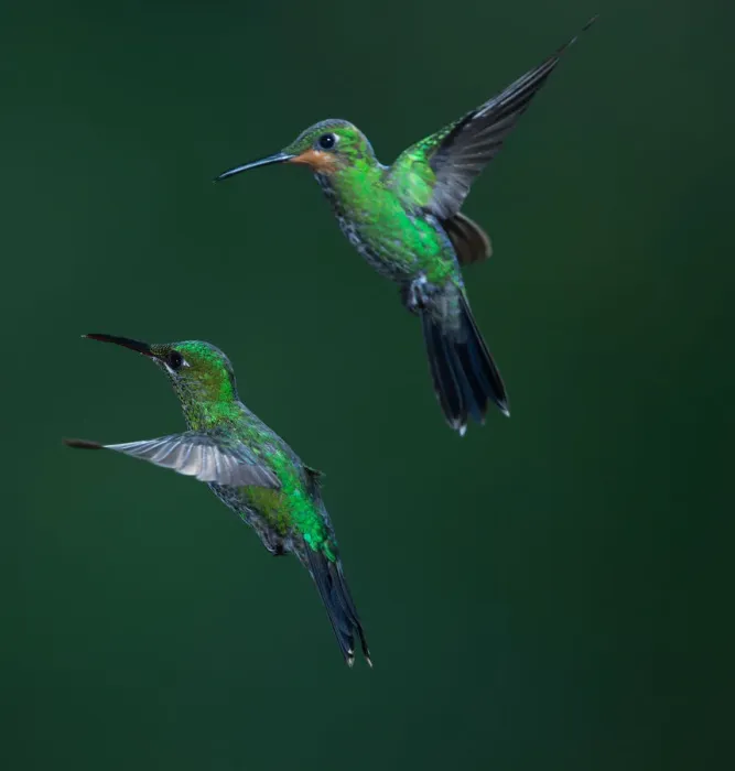 Framed Print : Green-crowned Brilliant Hummingbird Framed Print : Green-crowned Brilliant Hummingbird