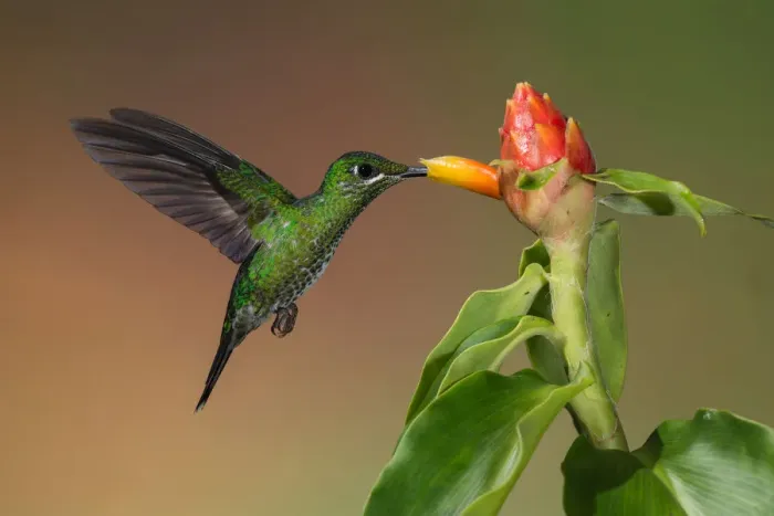 Framed Print : Green-crowned Brilliant Hummingbird