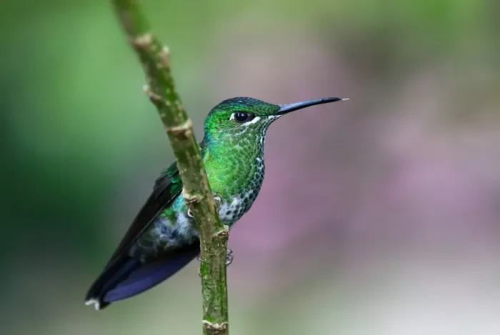 Framed Print : Green crowned brilliant hummingbird (Heliodoxa jacula) Costa Rica Framed Print : Green crowned brilliant hummingbird (Heliodoxa jacula) Costa Rica