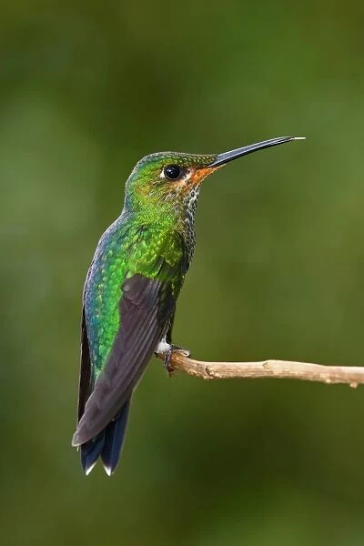 Green-crowned brilliant hummingbird (juvenile) - Costa Rica