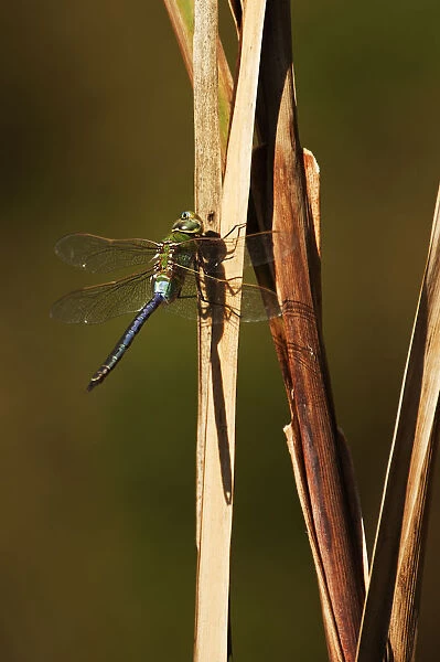 Green darner dragonfly in late October