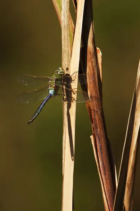 Framed Print : Green darner dragonfly in late October Framed Print : Green darner dragonfly in late October