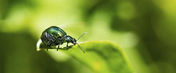 Green Dock Beetle -Gastrophysa viridula-, female, abdomen full of eggs, Austria