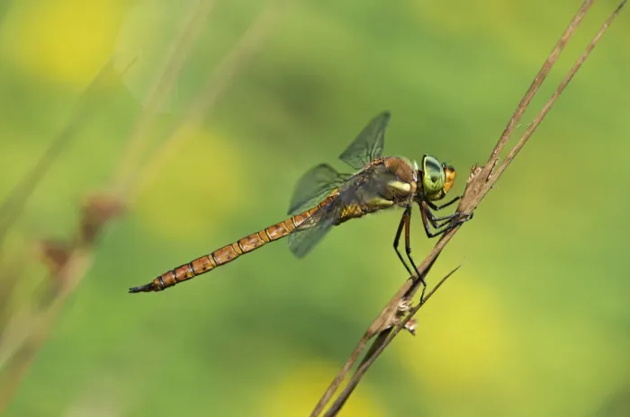 Framed Print : Green-eyed Hawker -Aeshna isoceles-, Canton of Geneva, Switzerland Framed Print : Green-eyed Hawker -Aeshna isoceles-, Canton of Geneva, Switzerland