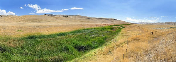 Green fertile river bed of the Cholame Creek in the middle of the dry California hills and grasslands at the Bitter Water Road, Shandon, California, United States