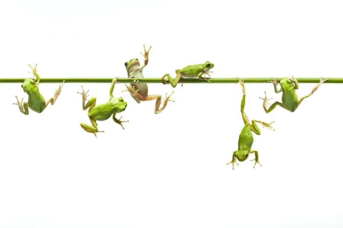 Framed Print : Green flogs each other freely on stem Framed Print : Green flogs each other freely on stem