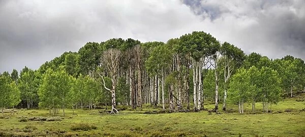 Green forest of Common Aspen or Quaking Aspen -Populus tremula-, in the fertile plateau of Boulder Mountain, Boulder Town, Utah, United States