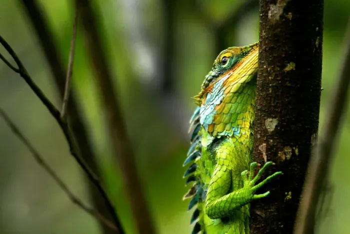 Framed Print : Green Forest Lizard Framed Print : Green Forest Lizard