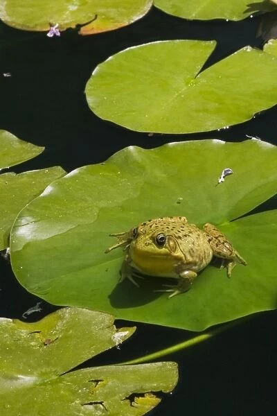 Green Frog -Rana clamitans- resting on a lily pad on the surface of a pond, Laurentians, Quebec Province, Canada