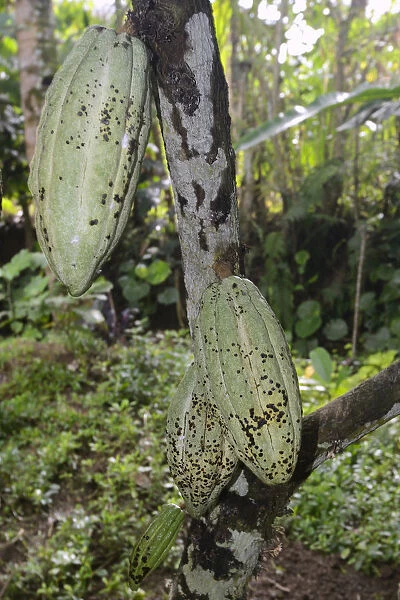 Green fruits on a Cocoa Tree -Theobroma cacao-, Bali, Indonesia