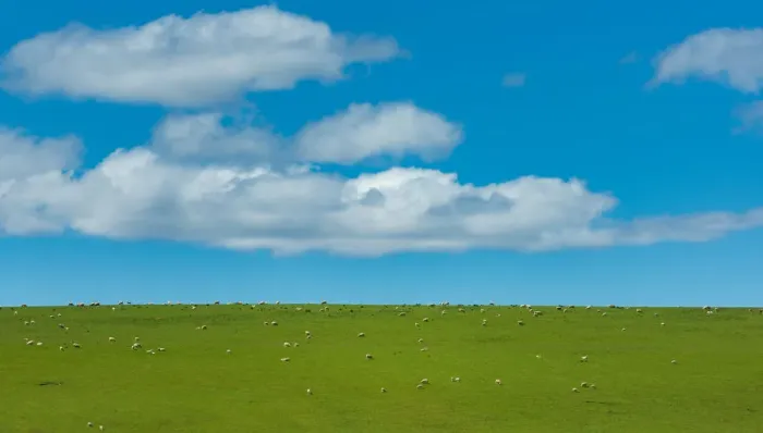 Framed Print : green grass field and blue sky at New Zealand