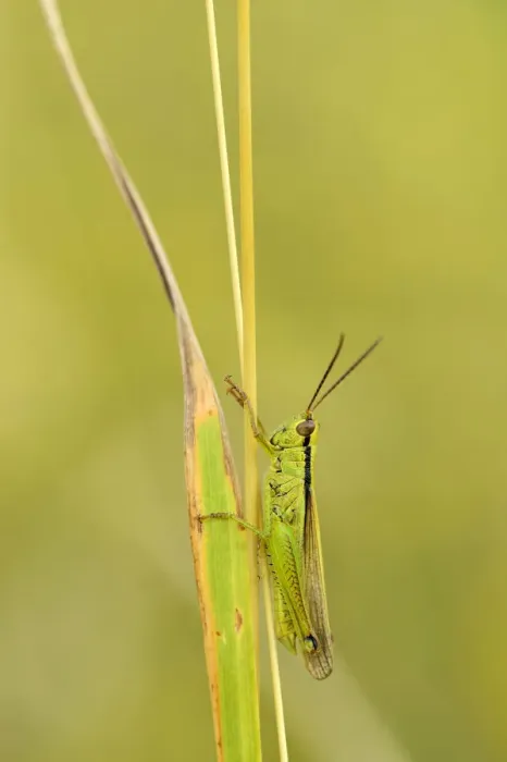 Framed Print : Green grasshopper -Mecostethus parapleurus-, Zug, Switzerland, Europe Framed Print : Green grasshopper -Mecostethus parapleurus-, Zug, Switzerland, Europe
