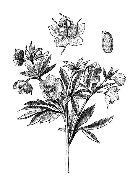 Green hellebore (Helleborus viridis)