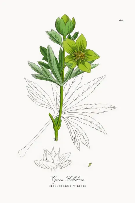 Framed Print : Green Hellebore, Helleborus viridis, Victorian Botanical Illustration, 1863 Framed Print : Green Hellebore, Helleborus viridis, Victorian Botanical Illustration, 1863
