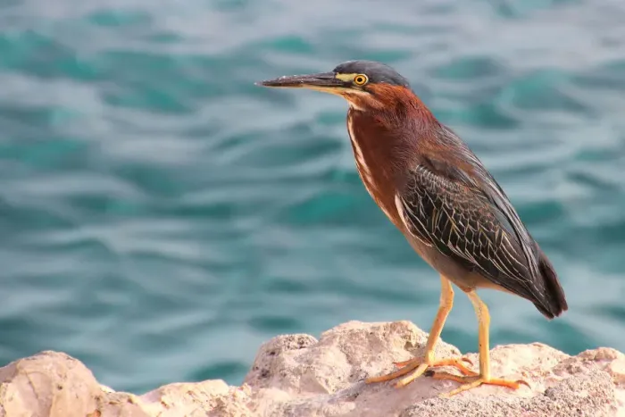 Framed Print : Green heron Framed Print : Green heron