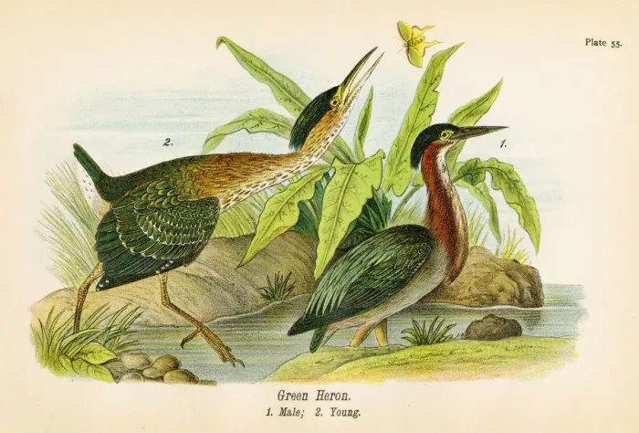 Framed Print : Green heron bird lithograph 1890 Framed Print : Green heron bird lithograph 1890