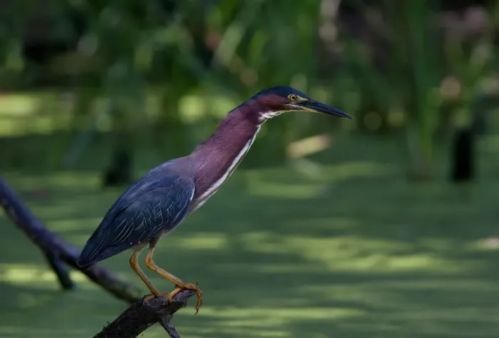 Framed Print : Green Heron fishing Framed Print : Green Heron fishing