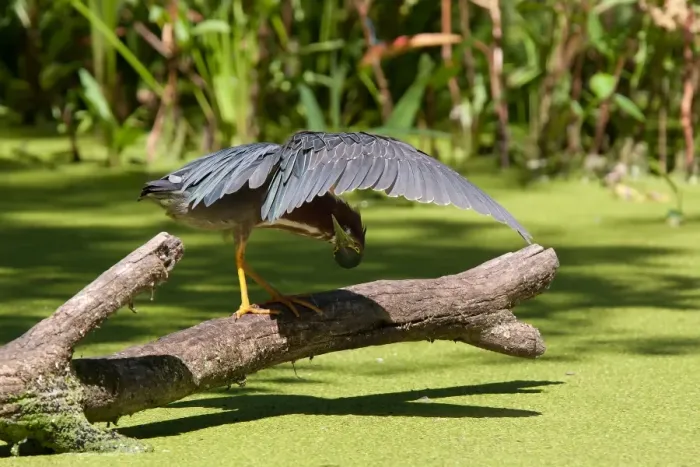 Framed Print : Green Heron fishing Framed Print : Green Heron fishing