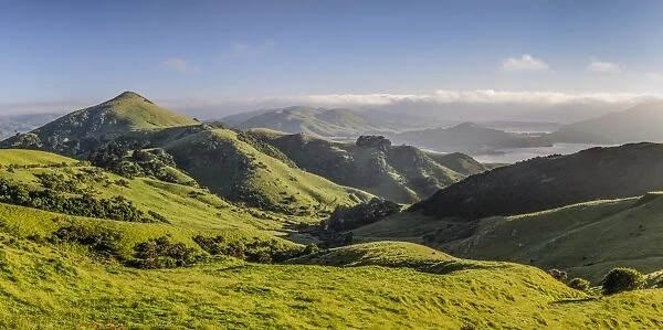 Green hilly grasslands with view of Hoopers Inlet, Otago Peninsula, South Island, New Zealand