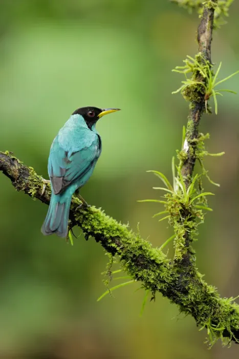 Framed Print : Green Honeycreeper Framed Print : Green Honeycreeper