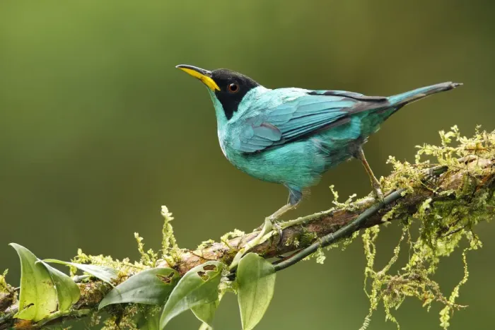 Framed Print : Green Honeycreeper Framed Print : Green Honeycreeper