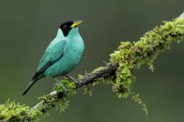 Framed Print : Green Honeycreeper