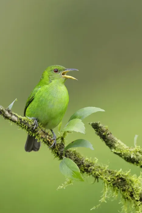 Framed Print : Green Honeycreeper Framed Print : Green Honeycreeper