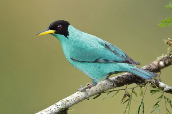 Framed Print : Green Honeycreeper Framed Print : Green Honeycreeper