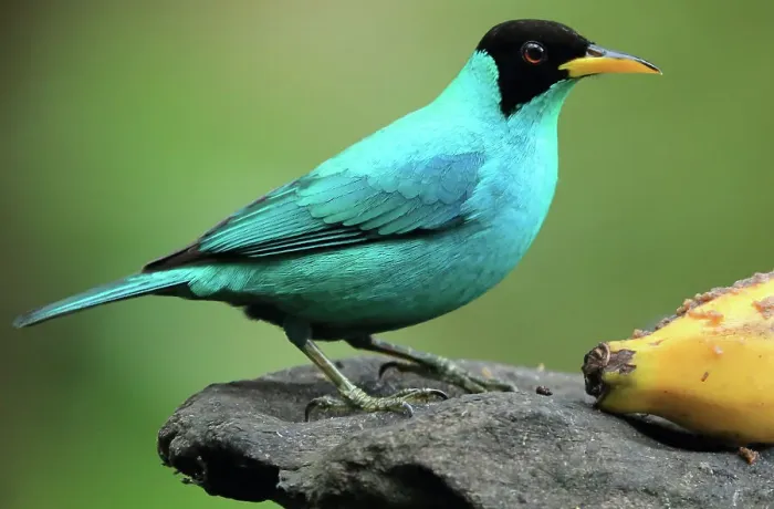 Framed Print : Green honeycreeper on bird feeder, Costa Rica Framed Print : Green honeycreeper on bird feeder, Costa Rica