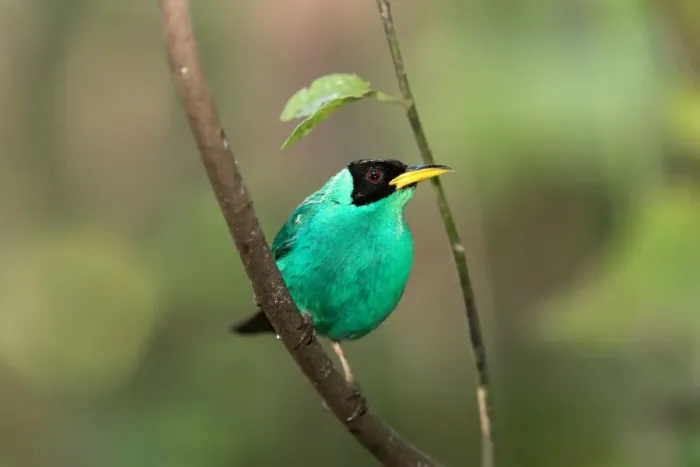 Framed Print : Green Honeycreeper (Cyanerpes lucidus) Costa Rica
